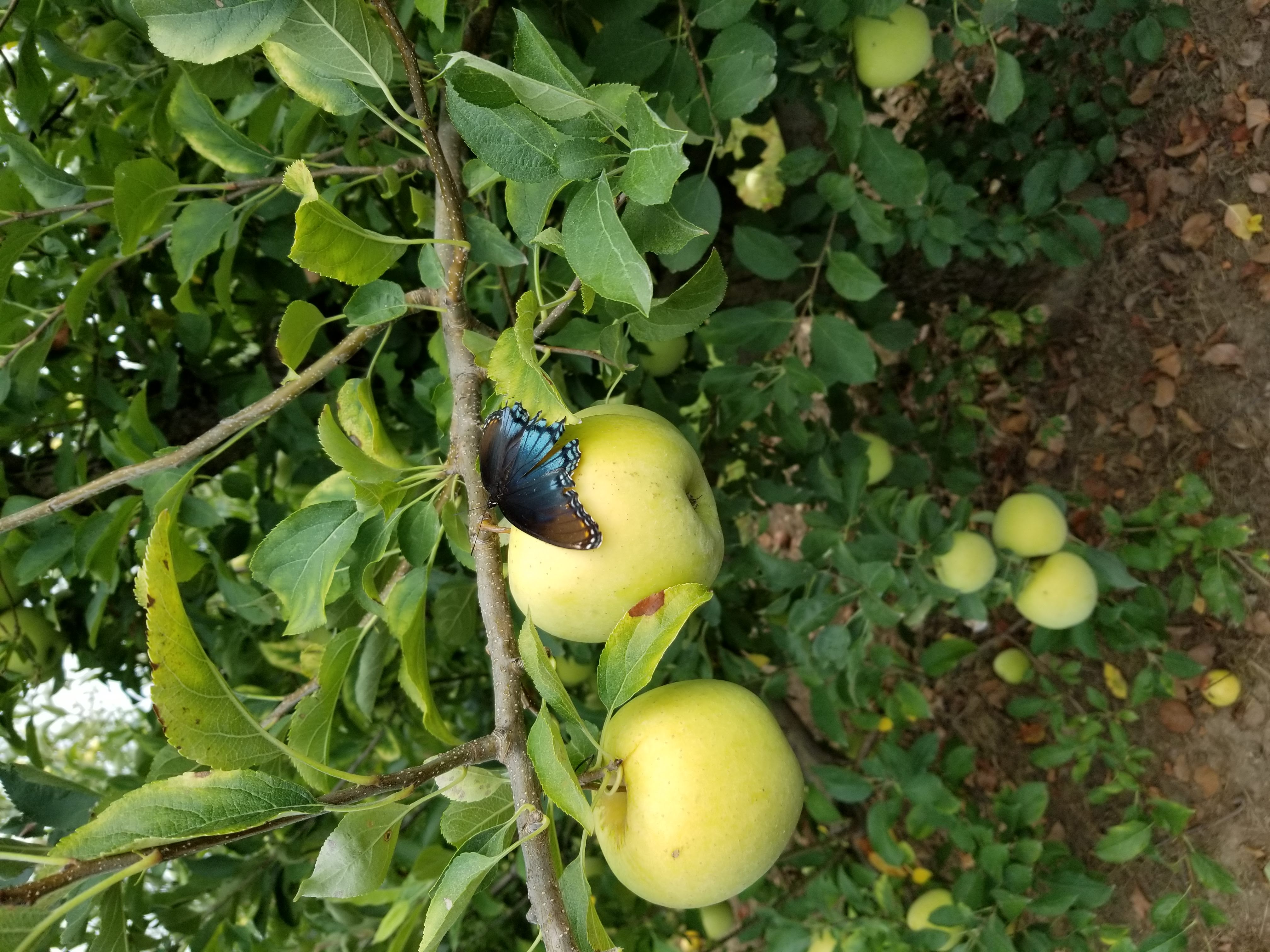 butterfly resting on an apple on a tree